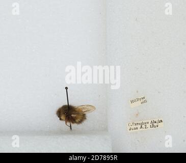 Cape Fanshaw, Hoonah-Angoon, Alaska, United States, Bombus (Pyrobombus) sitkensis Nylander, Animalia, Arthropoda, Insecta, Hymenoptera, Apidae, Apinae