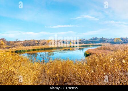 Dry reeds on river Stock Photo