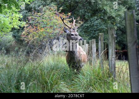 Young Red Deer (Cervus elaphus) Stag, Scotland, UK Stock Photo