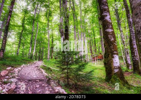 Road in birch grove Stock Photo