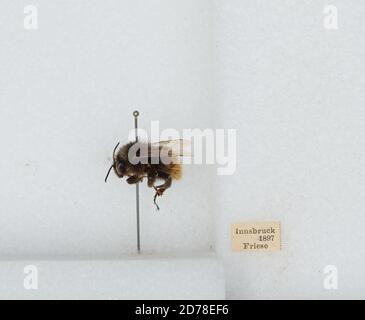 Innsbruck, Tyrol, Austria, Bombus (Rhodobombus) pomorum (Panzer), Animalia, Arthropoda, Insecta, Hymenoptera, Apidae, Apinae Stock Photo
