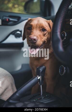 A pet labrador dog that has been left sitting in the footwell of a hot car and panting to try and keep cool Stock Photo