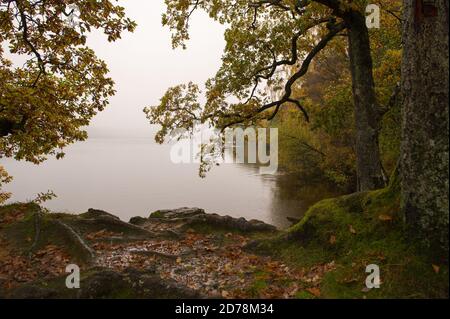 Loch Achray, Loch Lomond and Trossachs National Park, Scotland, UK. 21 October 2020. Pictured: A wet and damp misty day in the countryside - a typical autumnal day, with fall colours of vivid yellow and orange, golden leaves form a carpet on the roadside which have fallen from the trees overhead. Credit: Colin Fisher/Alamy Live News. Stock Photo