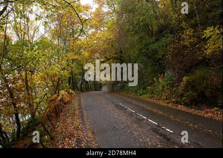 Loch Achray, Loch Lomond and Trossachs National Park, Scotland, UK. 21 October 2020. Pictured: A wet and damp misty day in the countryside - a typical autumnal day, with fall colours of vivid yellow and orange, golden leaves form a carpet on the roadside which have fallen from the trees overhead. Credit: Colin Fisher/Alamy Live News. Stock Photo