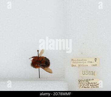 Galeras Volcano, Narino, Colombia, Bombus (Rubicundobombus) rubicundus Smith, Animalia, Arthropoda, Insecta, Hymenoptera, Apidae, Apinae Stock Photo