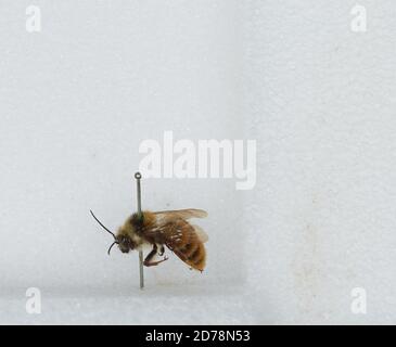Bombus sp., Animalia, Arthropoda, Insecta, Hymenoptera, Apidae, Apinae Stock Photo