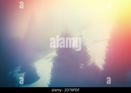 Pine forest in the multi colored fog background Stock Photo