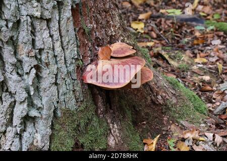 Forest mushrooms have grown on an old tree Stock Photo