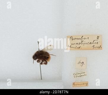 Germany, Bombus (Alpigenobombus) wurflenii Radoszkowski, Animalia, Arthropoda, Insecta, Hymenoptera, Apidae, Apinae Stock Photo