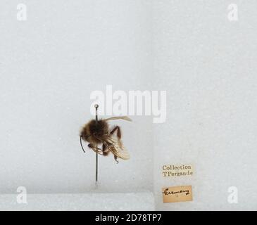 Germany, Bombus (Alpigenobombus) wurflenii Radoszkowski, Animalia, Arthropoda, Insecta, Hymenoptera, Apidae, Apinae Stock Photo