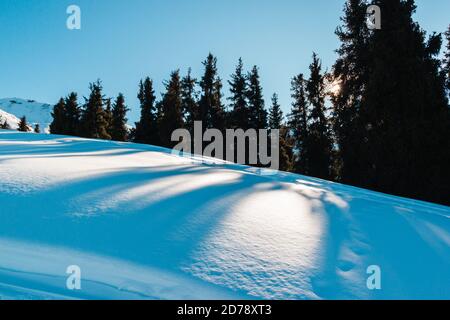 Green spruce against the background of blue sky. Big shadow in camera, clear sky. Winter sunrise landscape. Stock Photo