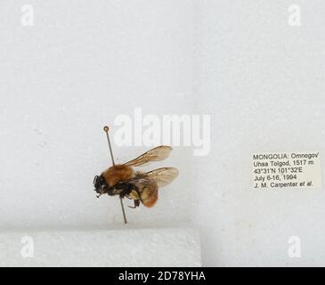Ukhaa Tolgod, Ovorkhangai, Mongolia, Bombus sp., Animalia, Arthropoda ...