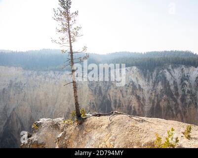 Pine Tree Hanging on to Life Stock Photo