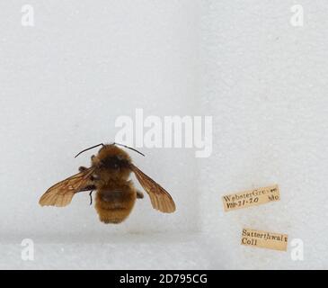 Webster Groves, St. Louis, Missouri, United States, Bombus sp., Animalia, Arthropoda, Insecta, Hymenoptera, Apidae, Apinae Stock Photo