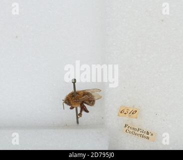 Bombus sp., Animalia, Arthropoda, Insecta, Hymenoptera, Apidae, Apinae Stock Photo