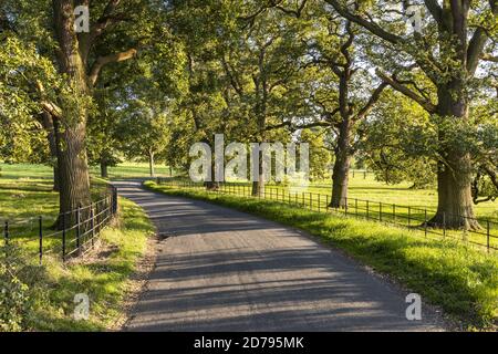 Evening light on an avenue of old oak trees beside a lane between the Cotswold villages of Stanton and Stanway Gloucestershire UK