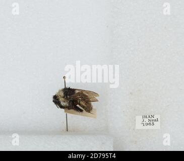 Iran Insects Iran, Bombus sp., Animalia, Arthropoda, Insecta, Hymenoptera, Apidae ...