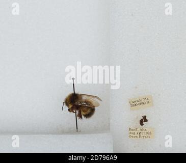Banff, Alberta, Canada, Bombus sp., Animalia, Arthropoda, Insecta ...