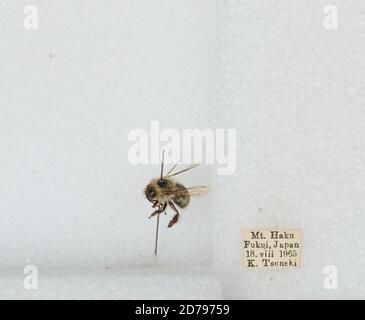 Mount Haku, Fukui, Japan, Bombus sp., Animalia, Arthropoda, Insecta ...
