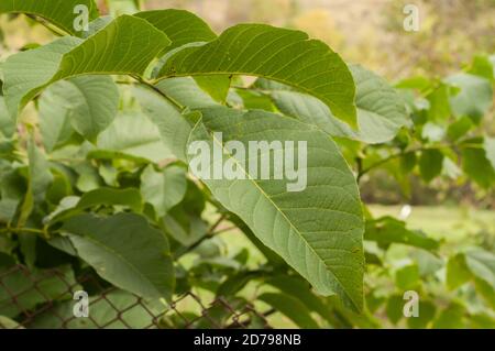 Walnut (Juglans) tree leaves closeup as floral background Stock Photo