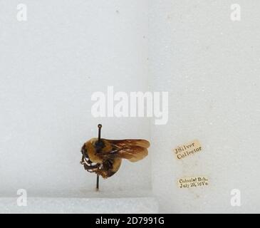 Colonial Beach, Westmoreland, Virginia, United States, Bombus ...