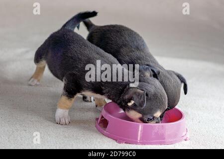 Two chihuahua puppies eat from a bowl Stock Photo