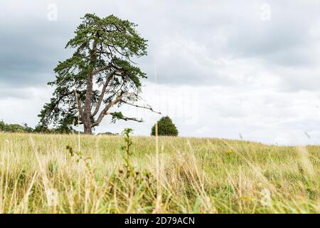 Ancient pine tree in Doneraile park, County Cork, Ireland Stock Photo