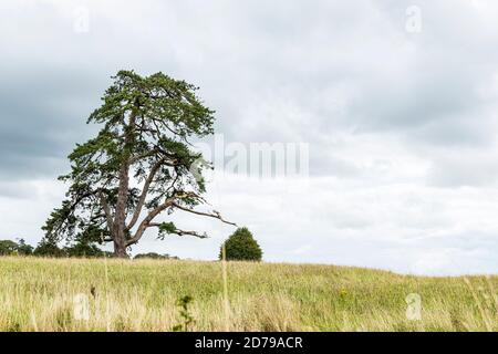 Ancient pine tree in Doneraile park, County Cork, Ireland Stock Photo