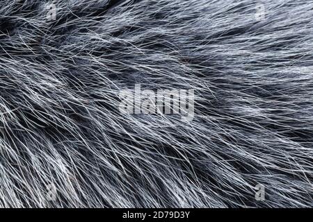 White fur stock image. Image of macro, closeup, softness - 14144497