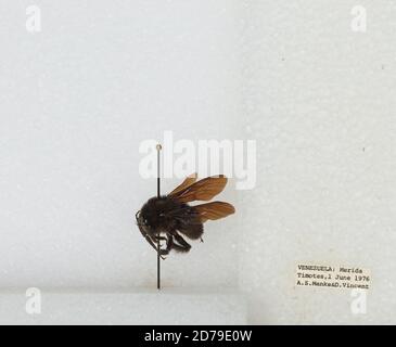 Timotes, Merida, Venezuela, Bombus sp., Animalia, Arthropoda, Insecta ...