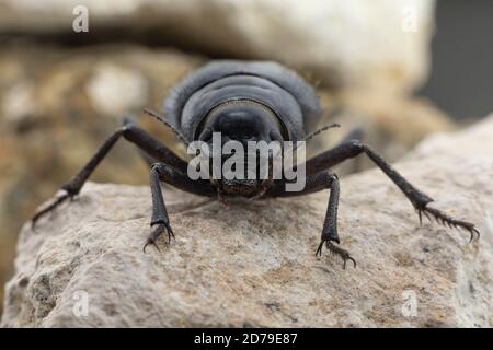 The Arabian Darkling Beetle found all around the Middle East Stock Photo