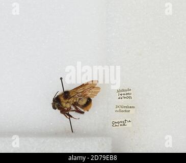 Chengdu Insects Chengdu, Sichuan, China, Bombus sp., Animalia, Arthropoda, Insecta ...