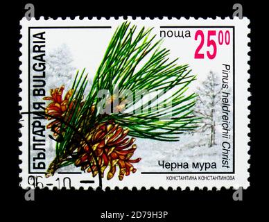 MOSCOW, RUSSIA - DECEMBER 21, 2017: A stamp printed in Bulgaria shows Coniferous plants, serie, circa 1996 Stock Photo