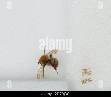 Sweden Or Germany, Bombus Sp., Animalia, Arthropoda, Insecta 