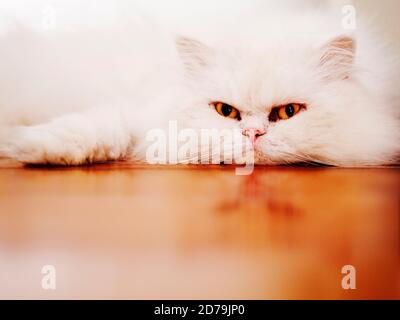Grumpy fluffy white can lying on hardwood floor Stock Photo