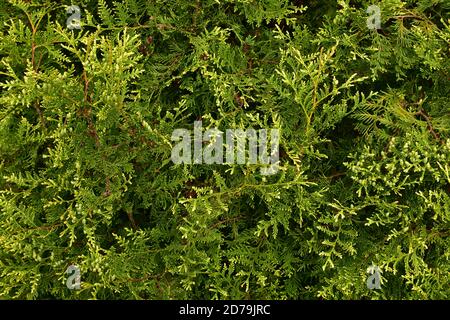 Front view of the dense green coniferous wall from the thuja. Stock Photo