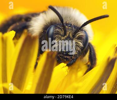 Close up of Ashy mining bee female (Andrena cineraria) on dandelion Stock Photo