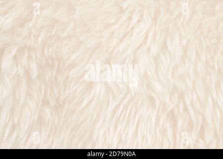 White real wool with beige top texture background. light cream natural sheep wool.  seamless plush cotton, texture of fluffy fur for designers Stock Photo