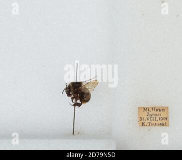 Mt. Haku, Japan, Bombus sp., Animalia, Arthropoda, Insecta, Hymenoptera ...