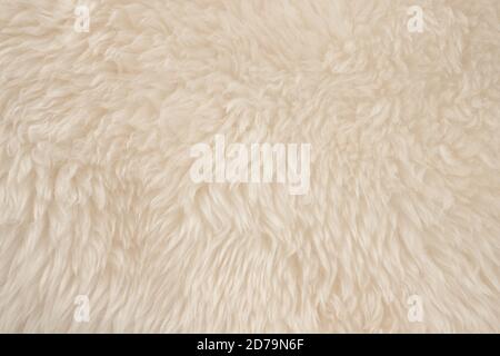 White real wool with beige top texture background. light cream natural sheep wool.  seamless plush cotton, texture of fluffy fur for designers Stock Photo