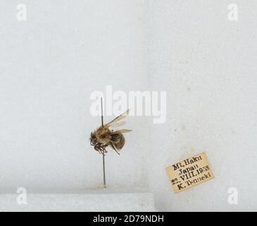 Mt. Haku, Japan, Bombus sp., Animalia, Arthropoda, Insecta, Hymenoptera ...