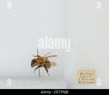Mt. Haku, Japan, Bombus sp., Animalia, Arthropoda, Insecta, Hymenoptera ...