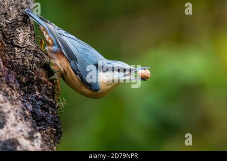 European nuthatch foraging in autumn in mid Wales Stock Photo