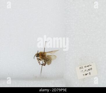 Mt. Haku, Japan, Bombus sp., Animalia, Arthropoda, Insecta, Hymenoptera ...