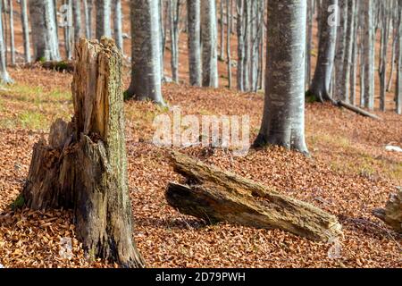 Cansiglio beech forest. Broken trunk tree in decomposition. Autumn season. Veneto. Italy. Europe. Stock Photo