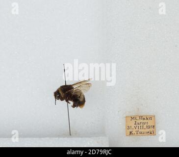 Mt. Haku, Japan, Bombus sp., Animalia, Arthropoda, Insecta, Hymenoptera ...