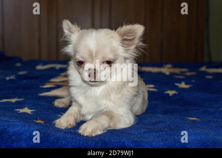 Blue and white long best sale haired chihuahua