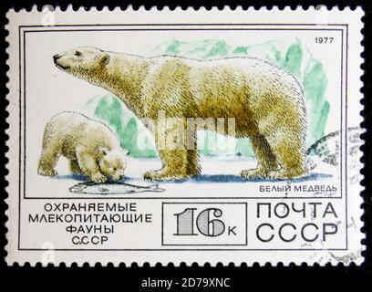 MOSCOW, RUSSIA - APRIL 2, 2017: A stamp printed in USSR, shows a polar bear, circa 1977 Stock Photo