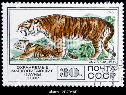MOSCOW, RUSSIA - APRIL 2, 2017: A stamp printed in USSR, shows a Amur Tiger, circa 1977 Stock Photo