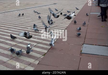 Pigeons on the city promenade in the city of Belfort, France. They are waiting for crumbles from people eating outside. Stock Photo